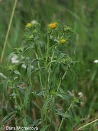 Attēlu rezultāti vaicājumam “Inula britannica”