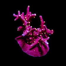 Image result for Sapphire Acro