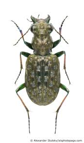 Attēlu rezultāti vaicājumam “Elaphrus cupreus”