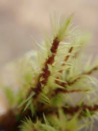 Attēlu rezultāti vaicājumam “Aulacomnium palustre”