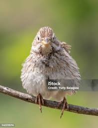 Image result for Emberiza calandra