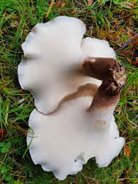 Attēlu rezultāti vaicājumam “Polyporus melanopus”