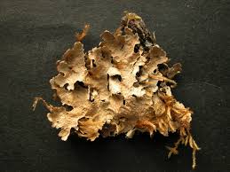 Attēlu rezultāti vaicājumam “Parmelia serrana”