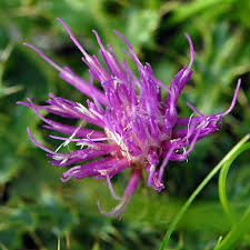 Attēlu rezultāti vaicājumam “Cirsium acaule flower”