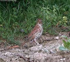 Attēlu rezultāti vaicājumam “Turdus philomelos adult”