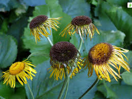 Attēlu rezultāti vaicājumam “Telekia speciosa leaf”