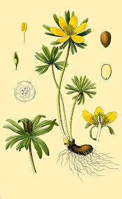 Attēlu rezultāti vaicājumam “Eranthis hyemalis”