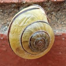 Attēlu rezultāti vaicājumam “Cepaea nemoralis”