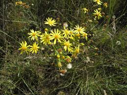 Attēlu rezultāti vaicājumam “Jacobaea vulgaris leaf”