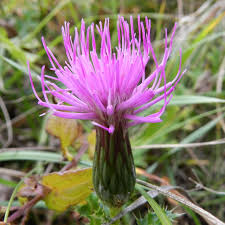 Attēlu rezultāti vaicājumam “Cirsium acaule flower”