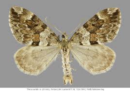 Attēlu rezultāti vaicājumam “Thera variata”