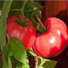 Afbeeldingsresultaat voor Pink Brandywine tomato