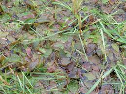 Attēlu rezultāti vaicājumam “Potamogeton trichoides leaf”