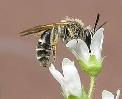 Attēlu rezultāti vaicājumam “Andrena”