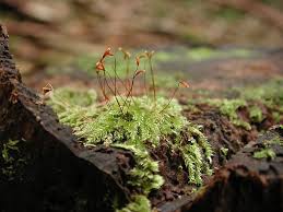 Attēlu rezultāti vaicājumam “Herzogiella seligeri”