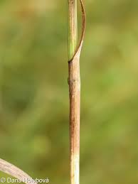 Attēlu rezultāti vaicājumam “Bromus secalinus”