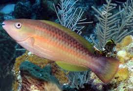 Image result for Scarus taeniopterus