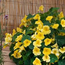 Image result for Tropaeolum minus