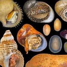 Attēlu rezultāti vaicājumam “Mollusca”