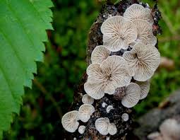 Attēlu rezultāti vaicājumam “Crepidotus versutus”