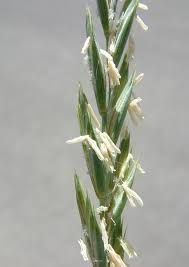 Attēlu rezultāti vaicājumam “Elytrigia repens flower”
