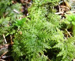 Attēlu rezultāti vaicājumam “Hylocomium splendens”