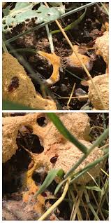 Attēlu rezultāti vaicājumam “Fuligo septica cf. septica”