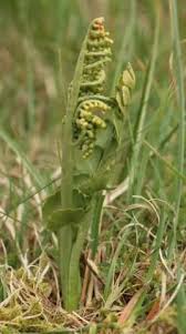 Attēlu rezultāti vaicājumam “Botrychium lunaria”