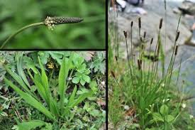 Attēlu rezultāti vaicājumam “Taraxacum officinale aggr.”