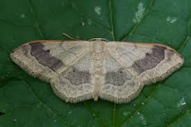 Attēlu rezultāti vaicājumam “Idaea aversata”