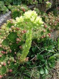 Attēlu rezultāti vaicājumam “Jovibarba globifera”