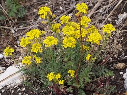 Attēlu rezultāti vaicājumam “Alyssum gmelinii”