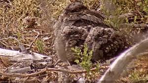 Attēlu rezultāti vaicājumam “Caprimulgus europaeus nest”