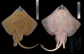 Image result for Raja straeleni