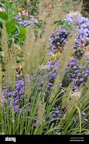 Attēlu rezultāti vaicājumam “Calamagrostis arundinacea”