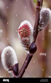 Attēlu rezultāti vaicājumam “Salix lapponum leaf”