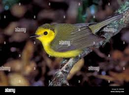Image result for Wilsonia citrina