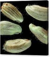 Attēlu rezultāti vaicājumam “Centaurea jacea fruit”