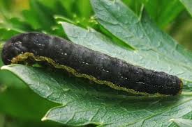 Attēlu rezultāti vaicājumam “Mamestra brassicae pupa”