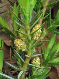 Attēlu rezultāti vaicājumam “Juniperus communis female flower”