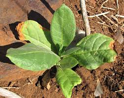 Attēlu rezultāti vaicājumam “Nicotiana tabacum leaf”