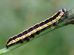 Attēlu rezultāti vaicājumam “Cucullia lucifuga larva”