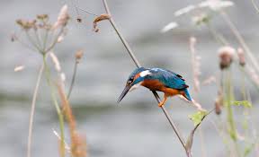 Image result for HALCYON RAMBLING CLUB SHEFFIELD