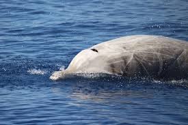 Image result for Ziphius cavirostris