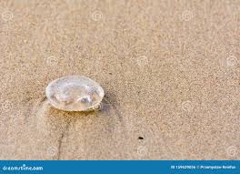 Attēlu rezultāti vaicājumam “Aurelia aurita”