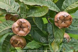 Attēlu rezultāti vaicājumam “Mespilus germanica leaf”