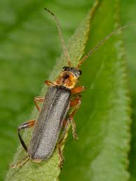 Attēlu rezultāti vaicājumam “Cantharis nigricans”