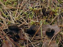 Attēlu rezultāti vaicājumam “Helvella atra”