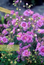 Image result for Geranium `Summer Skies`
