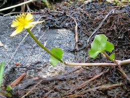 Attēlu rezultāti vaicājumam “Caltha palustris fruit”